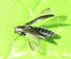 Agrilini