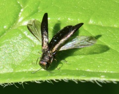 Agrilini