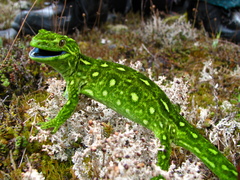 Naultinus tuberculatus
