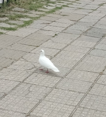 Columba livia domestica