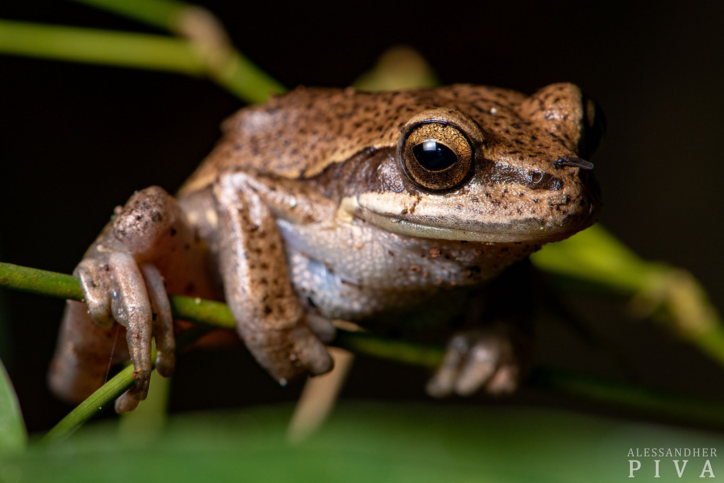 Kurupitree Frog