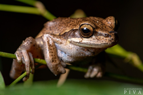 Curupi Tree Frog, Boana curupi