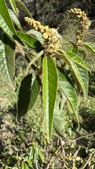Croton orbignyanus