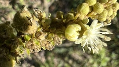 Croton orbignyanus