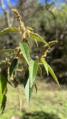 Croton orbignyanus