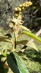 Croton orbignyanus
