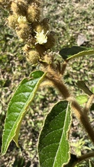 Croton orbignyanus