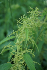Urtica galeopsifolia