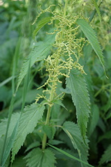 Urtica galeopsifolia