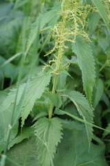 Urtica galeopsifolia