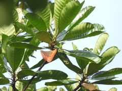 Chloropsis sonnerati