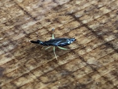 Heterotoma