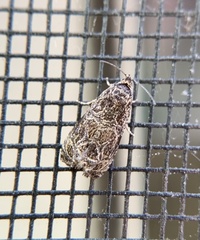 Olethreutes furfuranum