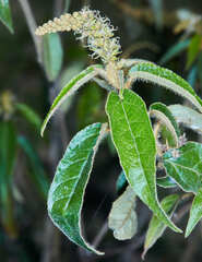 Croton orbignyanus