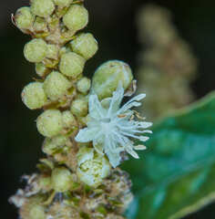 Croton orbignyanus