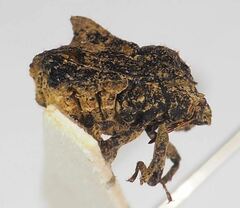 Cyrtocoris egeris