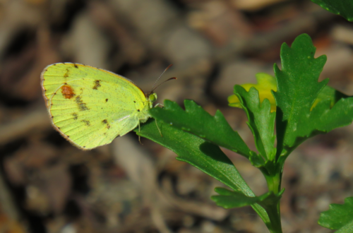 Little Yellow photo 3