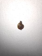 Macrochlamys hippocastaneum