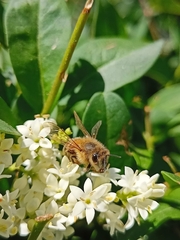 Apis mellifera