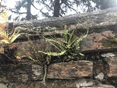 Asplenium trichomanes