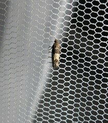 Notocelia cynosbatella