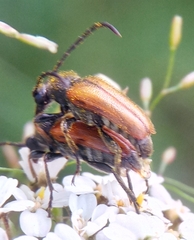 Pseudovadonia
