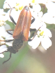Pseudovadonia