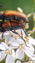 Pseudovadonia