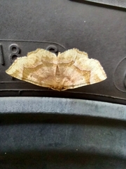 Metarranthis refractaria