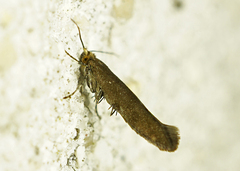 Argyresthia conjugella