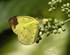 Eurema simulatrix tecmessa