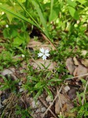 Heliosperma pusillum
