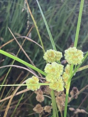 Cyperus pseudovegetus