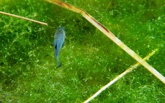 Cyprinodon nevadensis mionectes