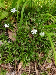 Heliosperma pusillum