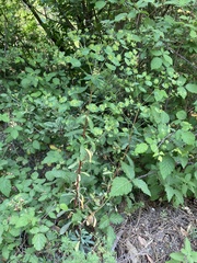 Euphorbia semiperfoliata