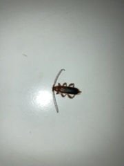 Phymatodes