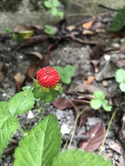 Potentilla indica