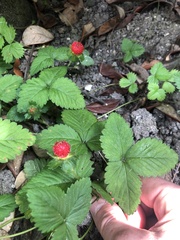 Potentilla indica