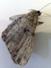 Peribatodes rhomboidaria
