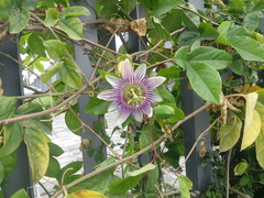 Passiflora alata × caerulea