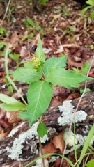 Asclepias quadrifolia