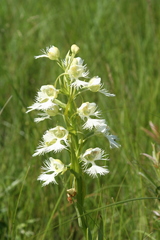 Platanthera praeclara