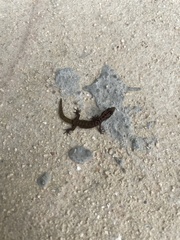 Sphaerodactylus caicosensis