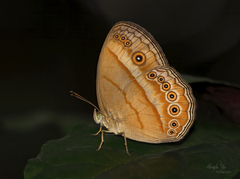 Mycalesis fusca