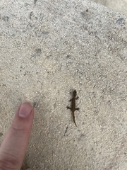 Sphaerodactylus caicosensis