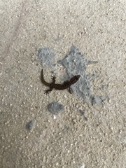 Sphaerodactylus caicosensis