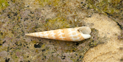 Terebra