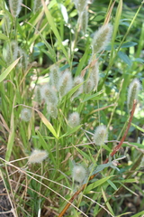 Polypogon interruptus