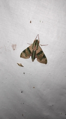 Eumorpha capronnieri